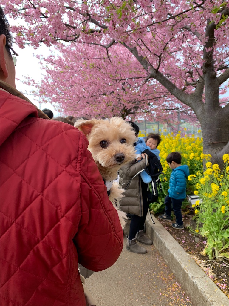 f:id:ayako312:20190302232502j:image