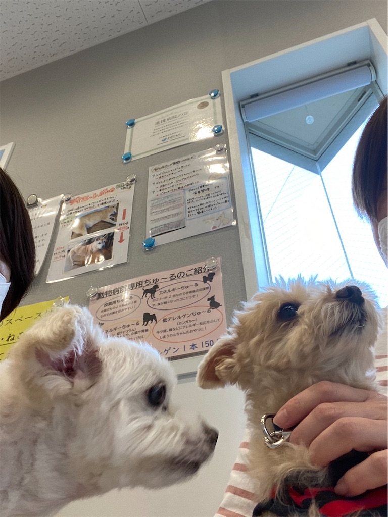 f:id:ayako312:20221110215637j:image