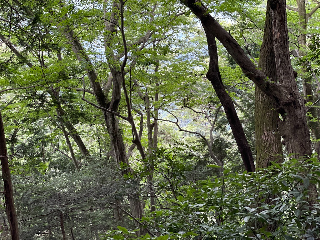 f:id:ayako312:20230709233720j:image