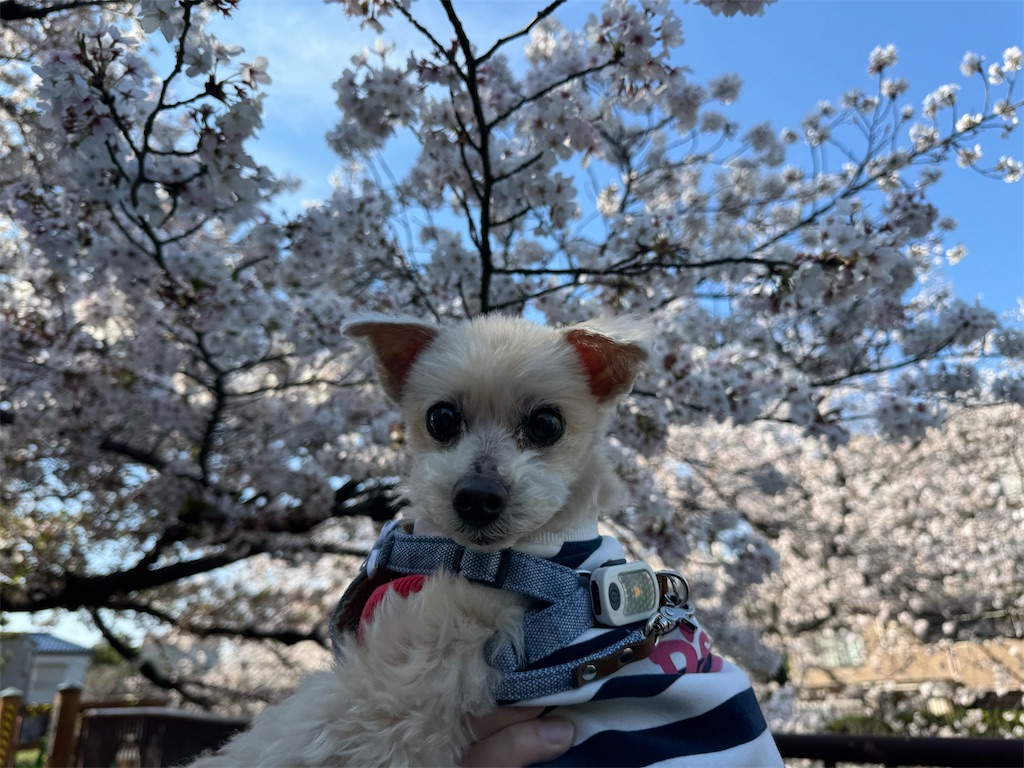 f:id:ayako312:20260413000042j:image