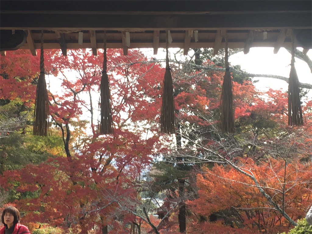 f:id:ayakokops:20181125210346j:image