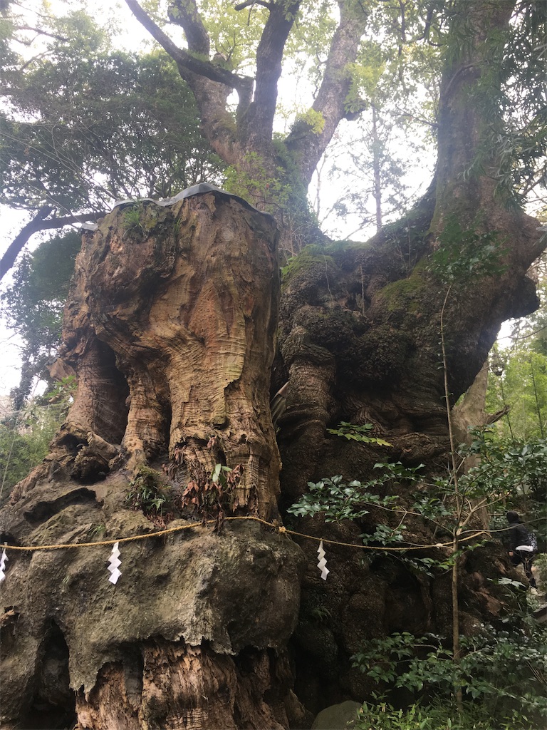 f:id:ayakokops:20191114212652j:image