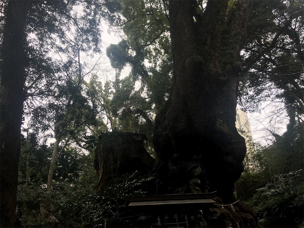 f:id:ayakokops:20191114212733j:image