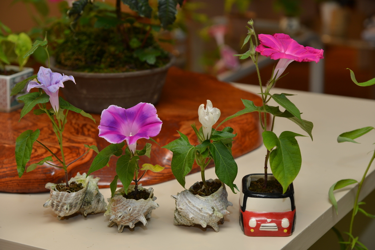 f:id:ayakonoheya:20200112155337j:plain f:id:ayakonoheya:20200112155337j:plain