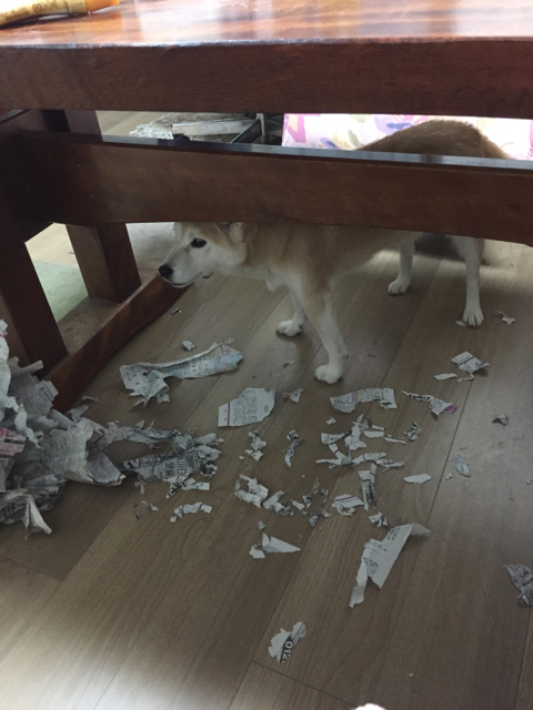 f:id:ayakov411:20150901095912j:image:h320
