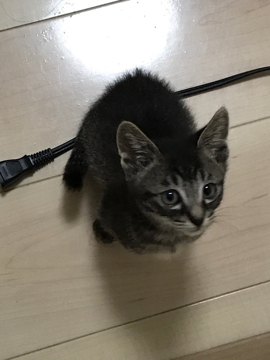 f:id:ayakufe:20210924005854p:plain