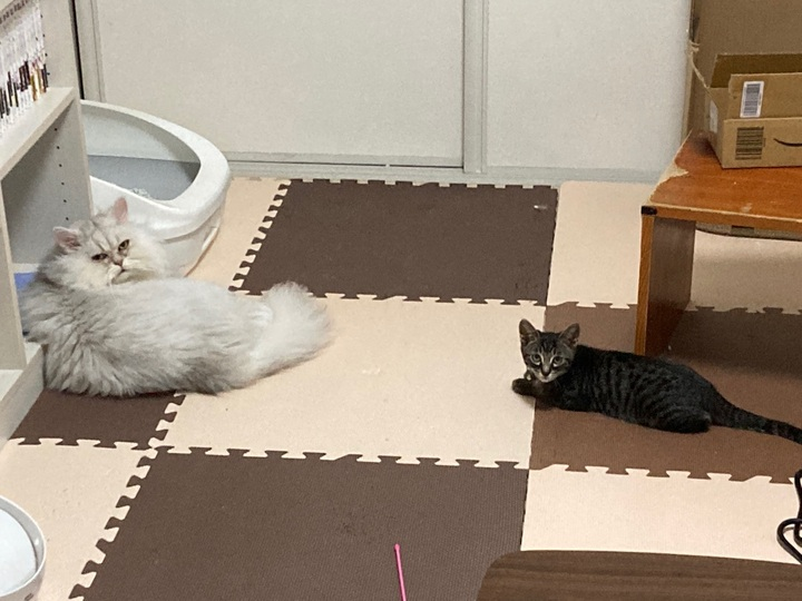 f:id:ayakufe:20210924010653p:plain