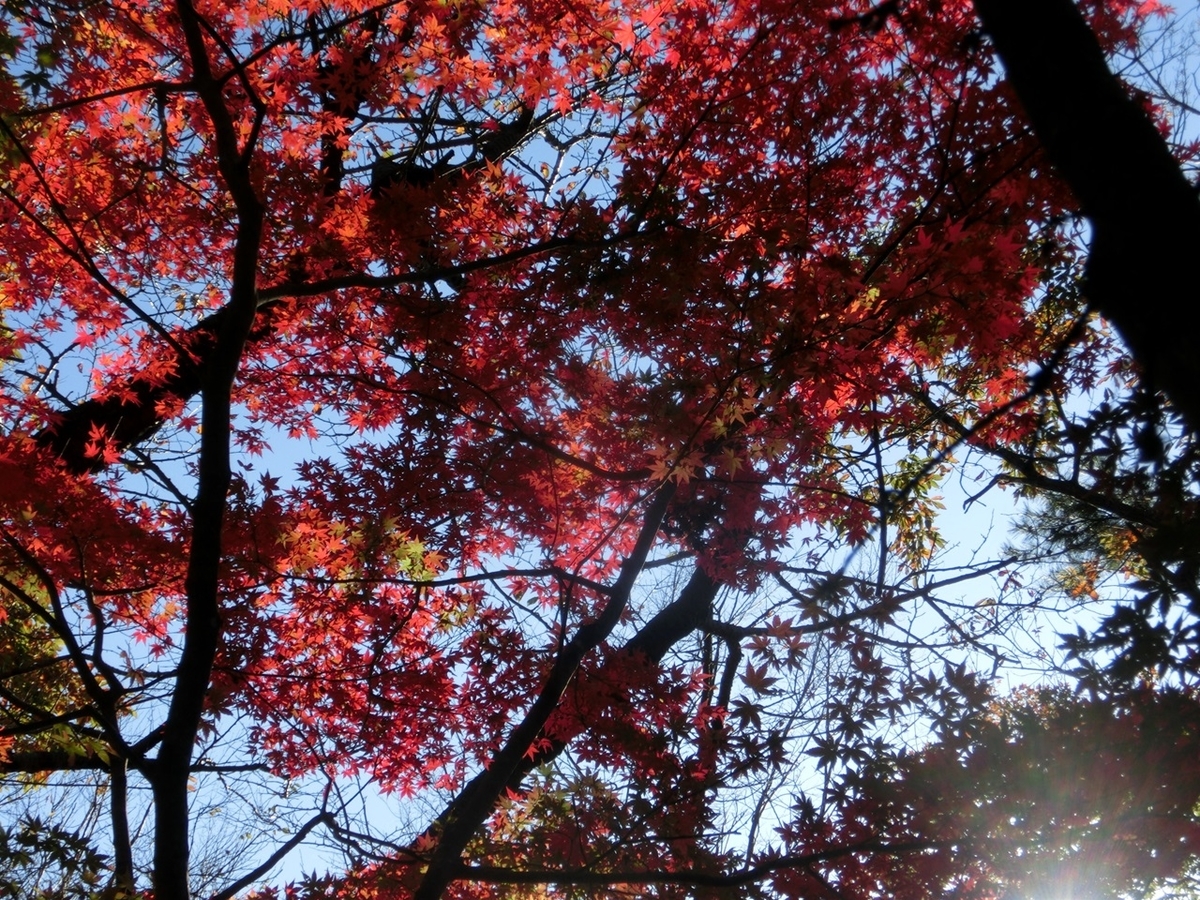 f:id:ayama_a:20201122041426j:plain