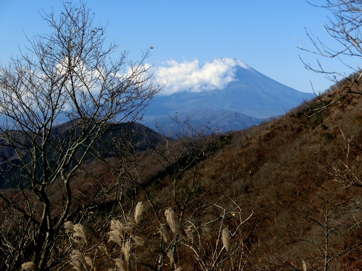 f:id:ayama_a:20201122041842j:plain