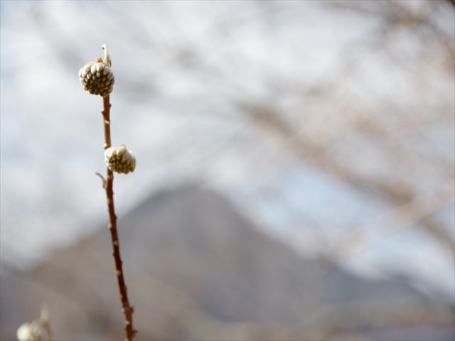 f:id:ayama_a:20210214063413j:plain