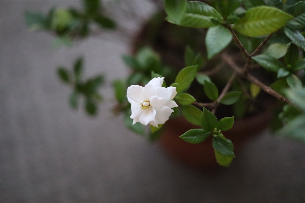 f:id:ayan_no0:20220706002055j:image