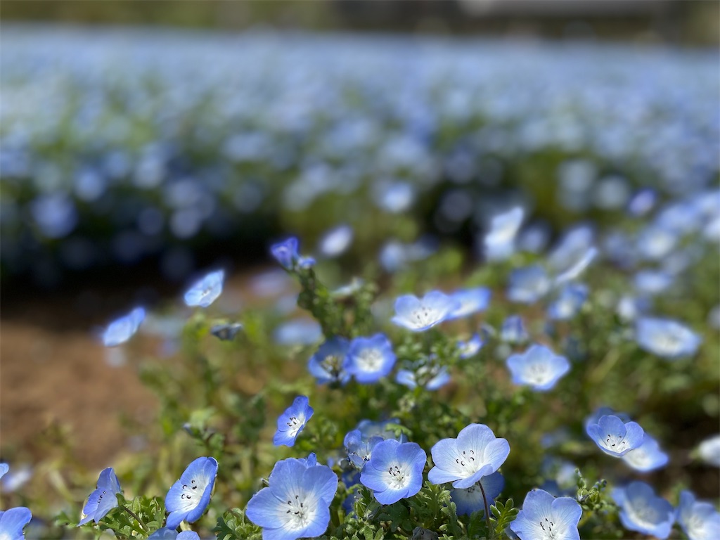 f:id:ayan_no0:20230413105353j:image