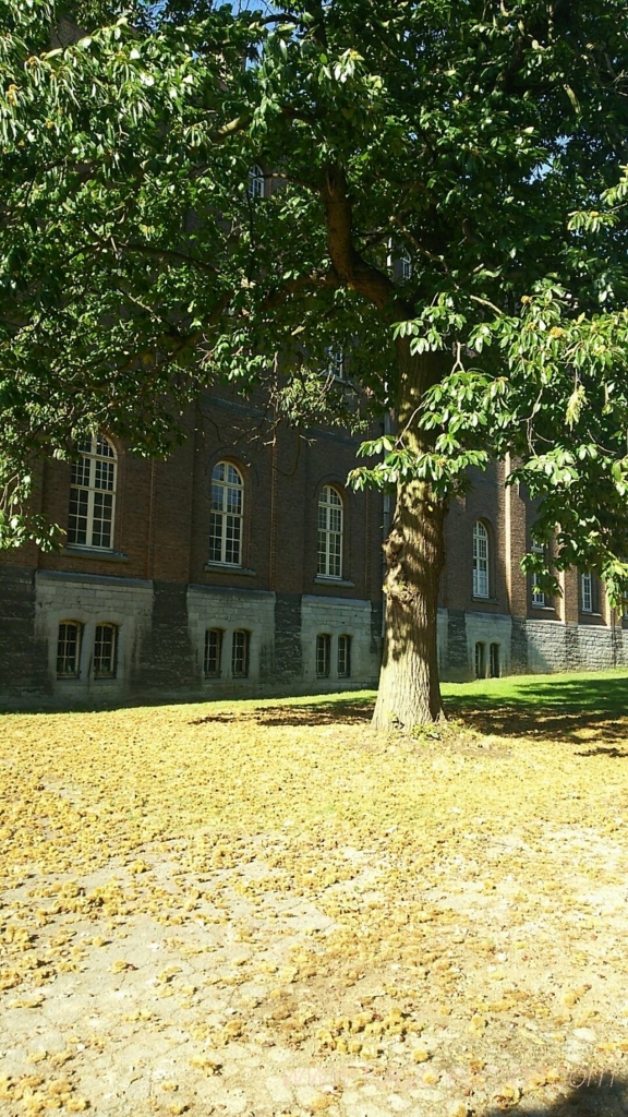 f:id:ayano585817:20171201102501j:plain