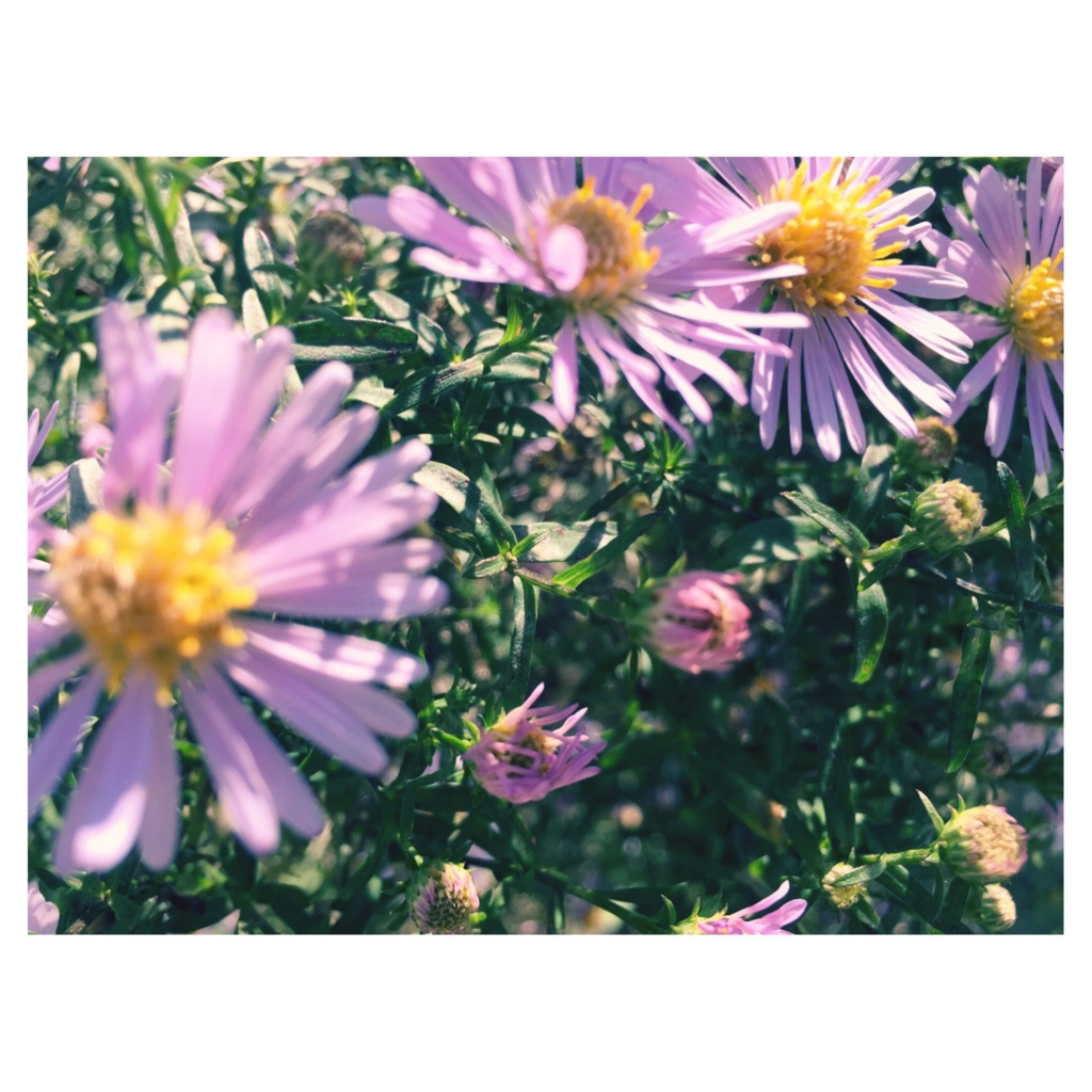 f:id:ayanocreate:20161021183318j:plain f:id:ayanocreate:20161021183318j:plain
