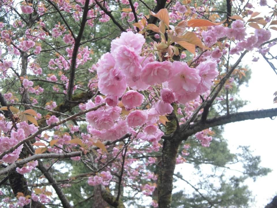 f:id:ayanone-hideyox:20200430075315j:plain