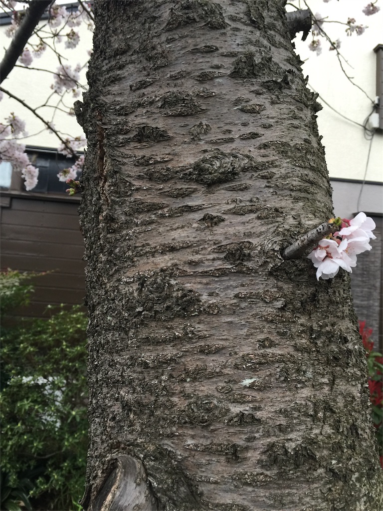 f:id:ayapone-1706:20170407165315j:image f:id:ayapone-1706:20170407165315j:image