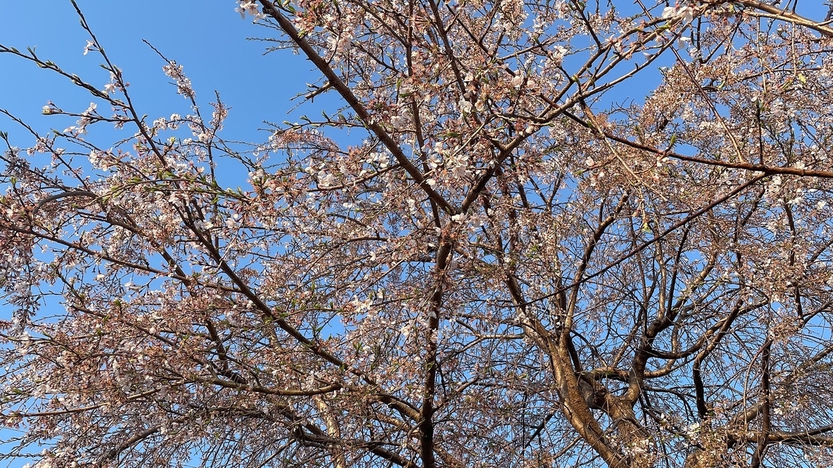 f:id:ayasaku0709:20210327202742j:plain