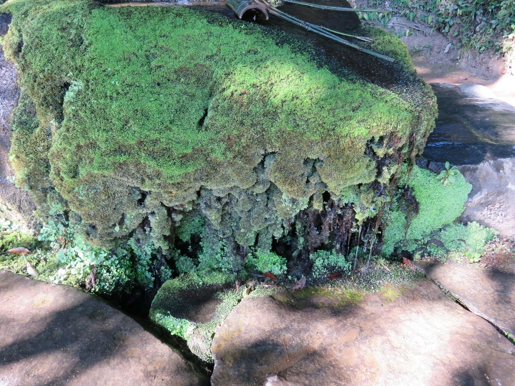 手水舎