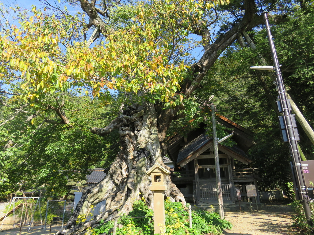 ムクの木