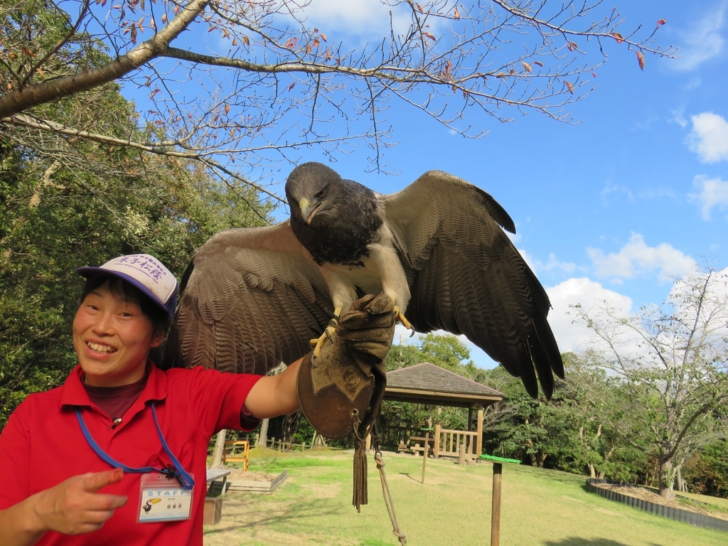 鷹か鷲です。