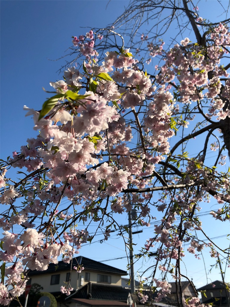 f:id:ayataka2018:20190417163843j:image