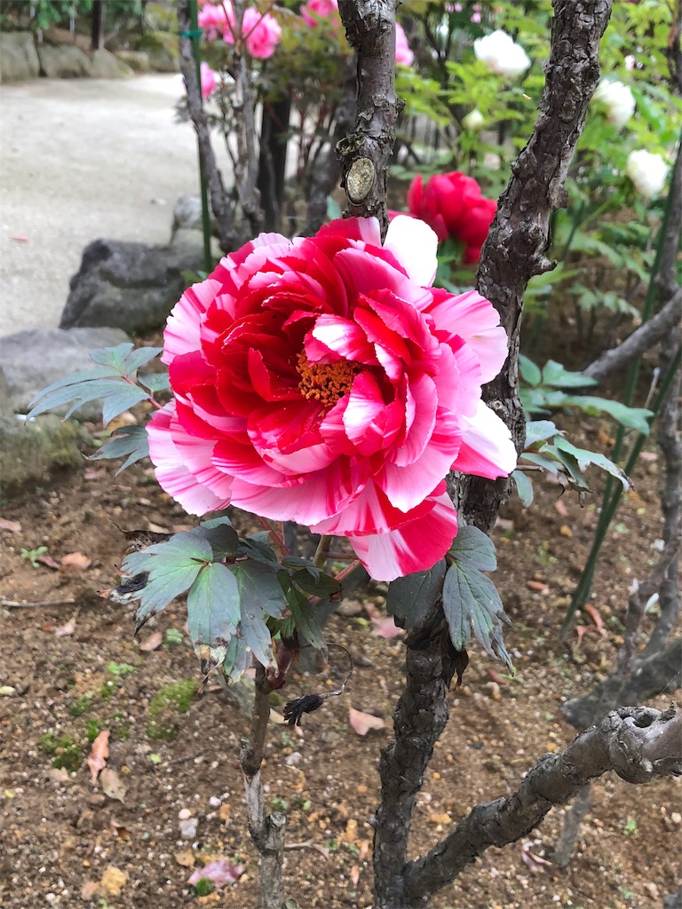 f:id:ayataka2018:20190430203742j:image