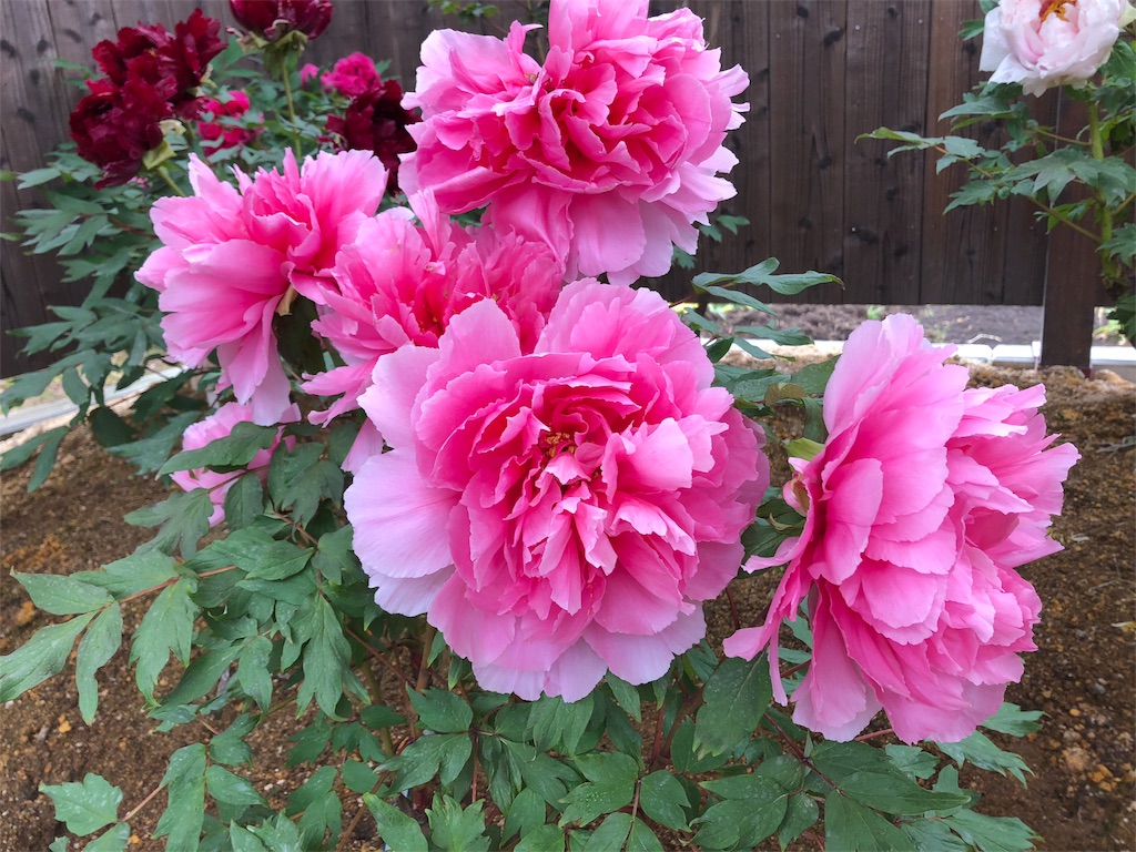 f:id:ayataka2018:20190430203944j:image