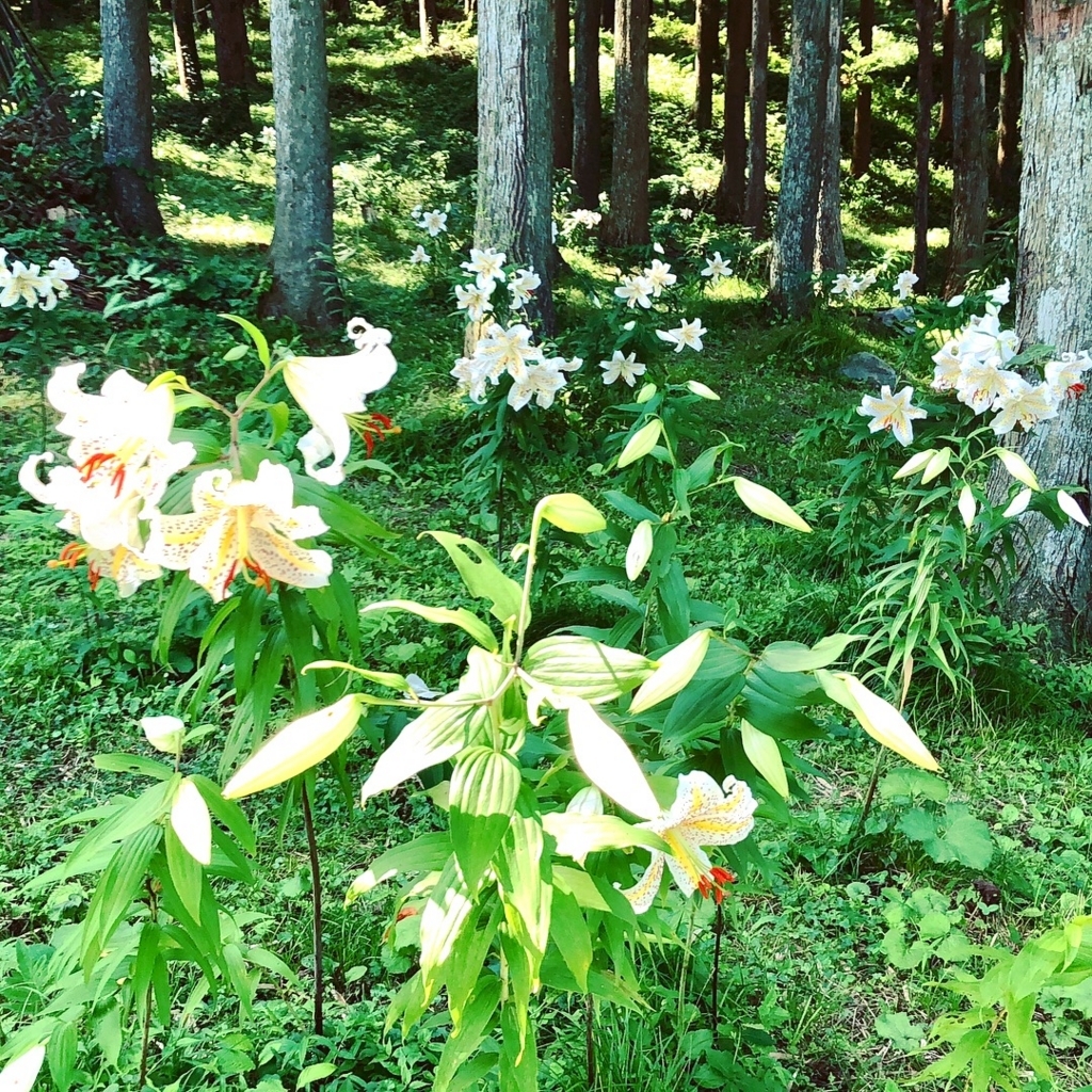 f:id:ayateck:20180718070812j:plain