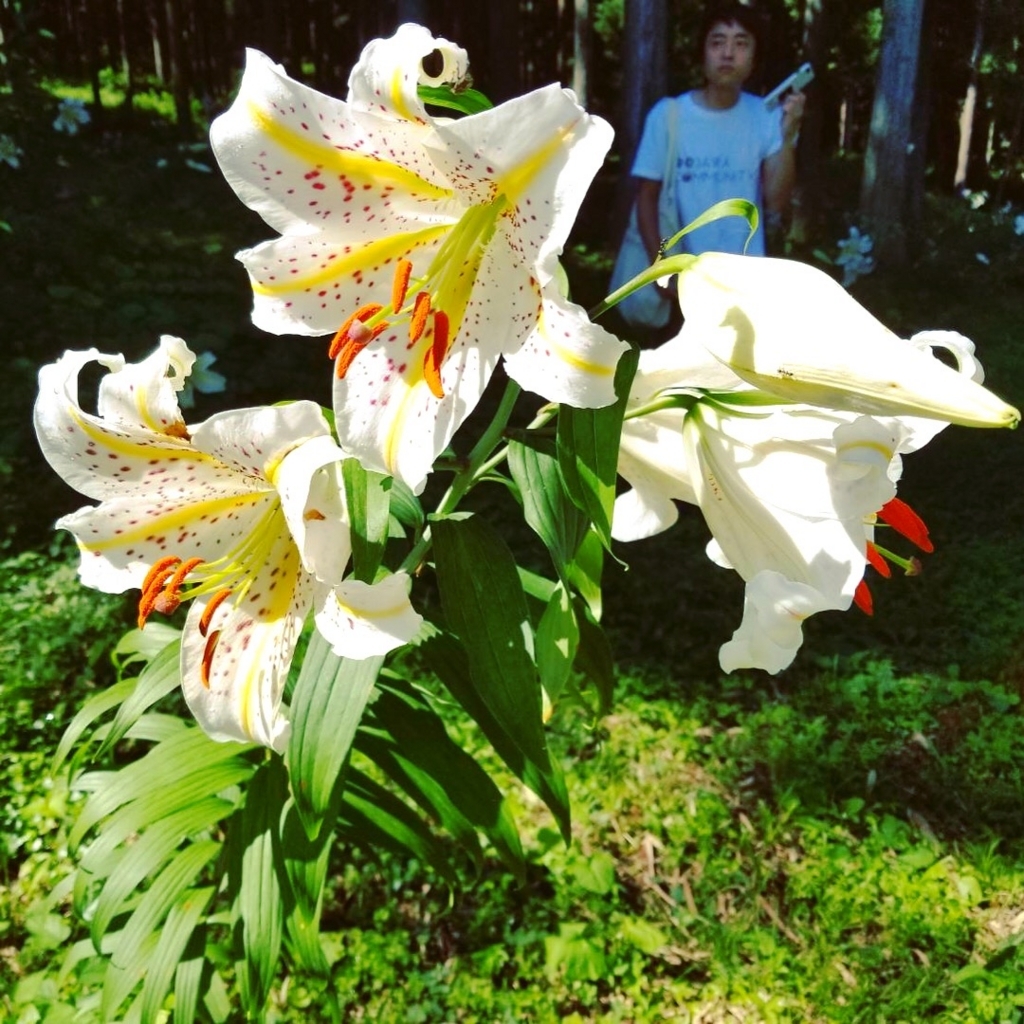 f:id:ayateck:20180718070824j:plain