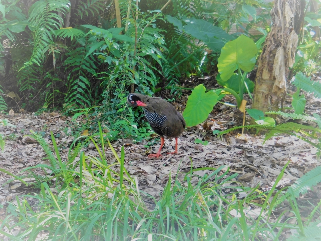 f:id:ayayacha:20171011221546j:plain