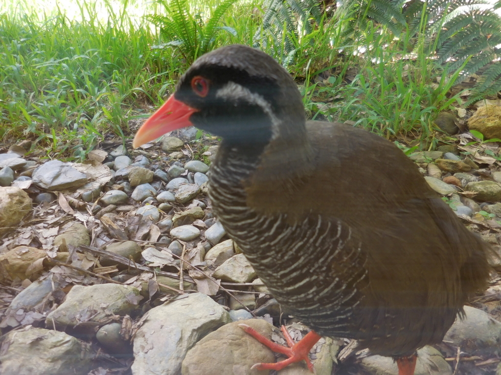 f:id:ayayacha:20171011221719j:plain