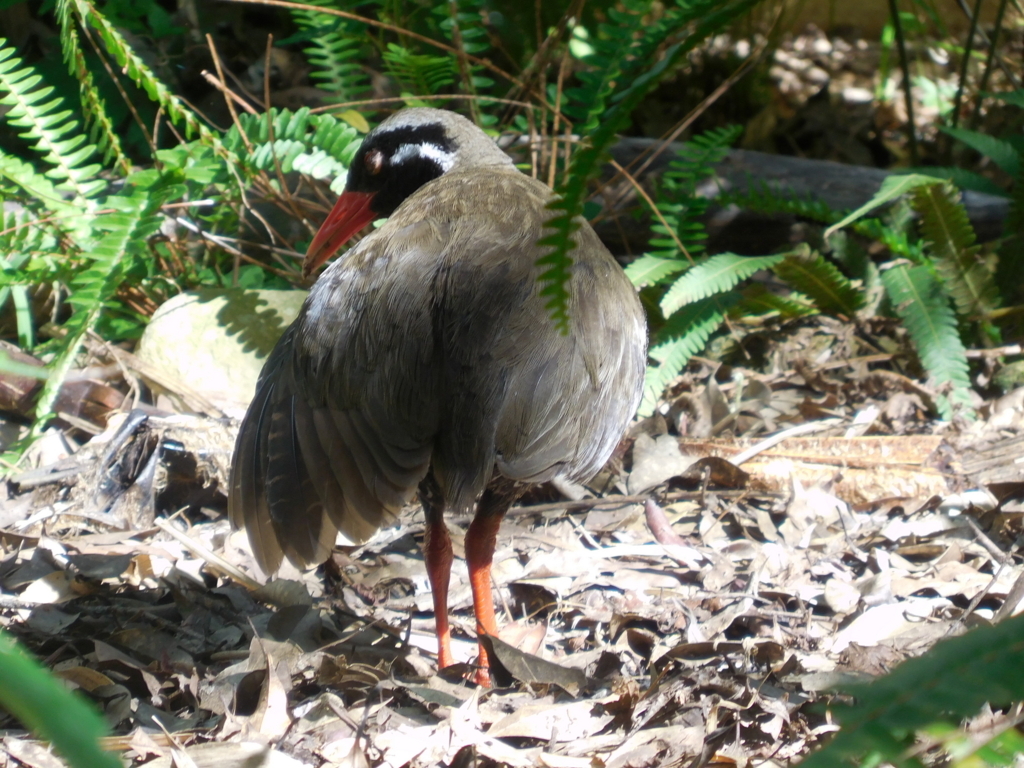 f:id:ayayacha:20171011222018j:plain