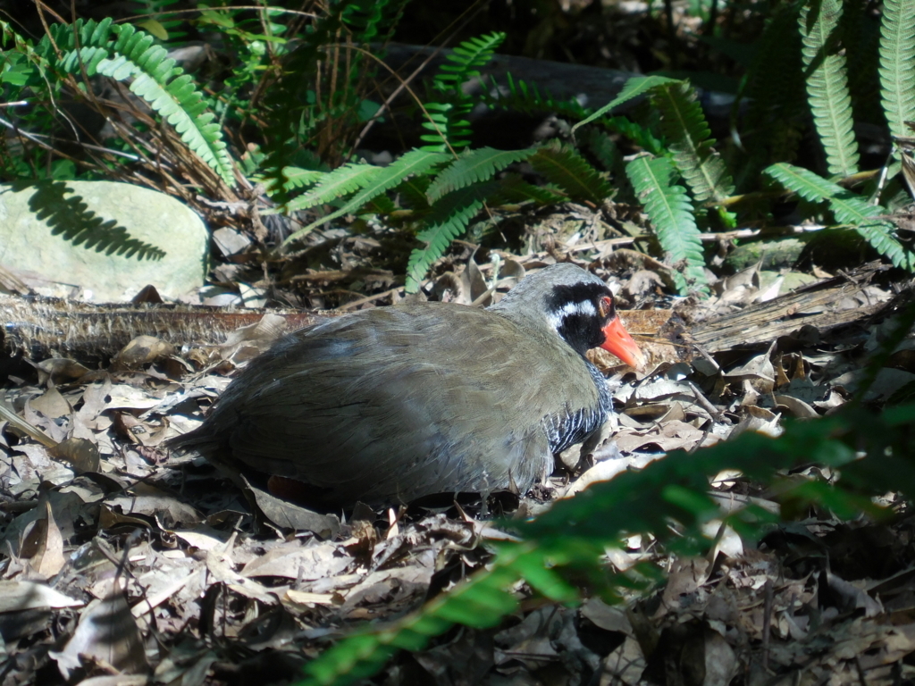 f:id:ayayacha:20171011222150j:plain