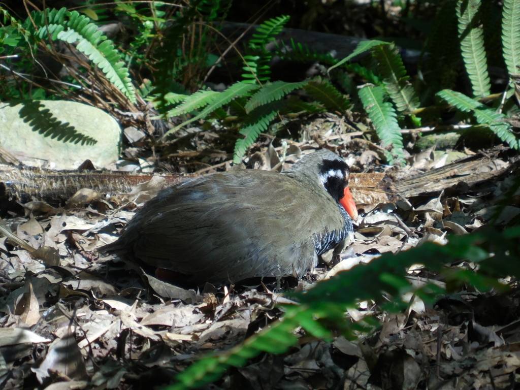 f:id:ayayacha:20171011222209j:plain