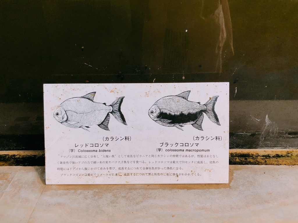 f:id:ayayacha:20190111231236j:plain f:id:ayayacha:20190111231236j:plain