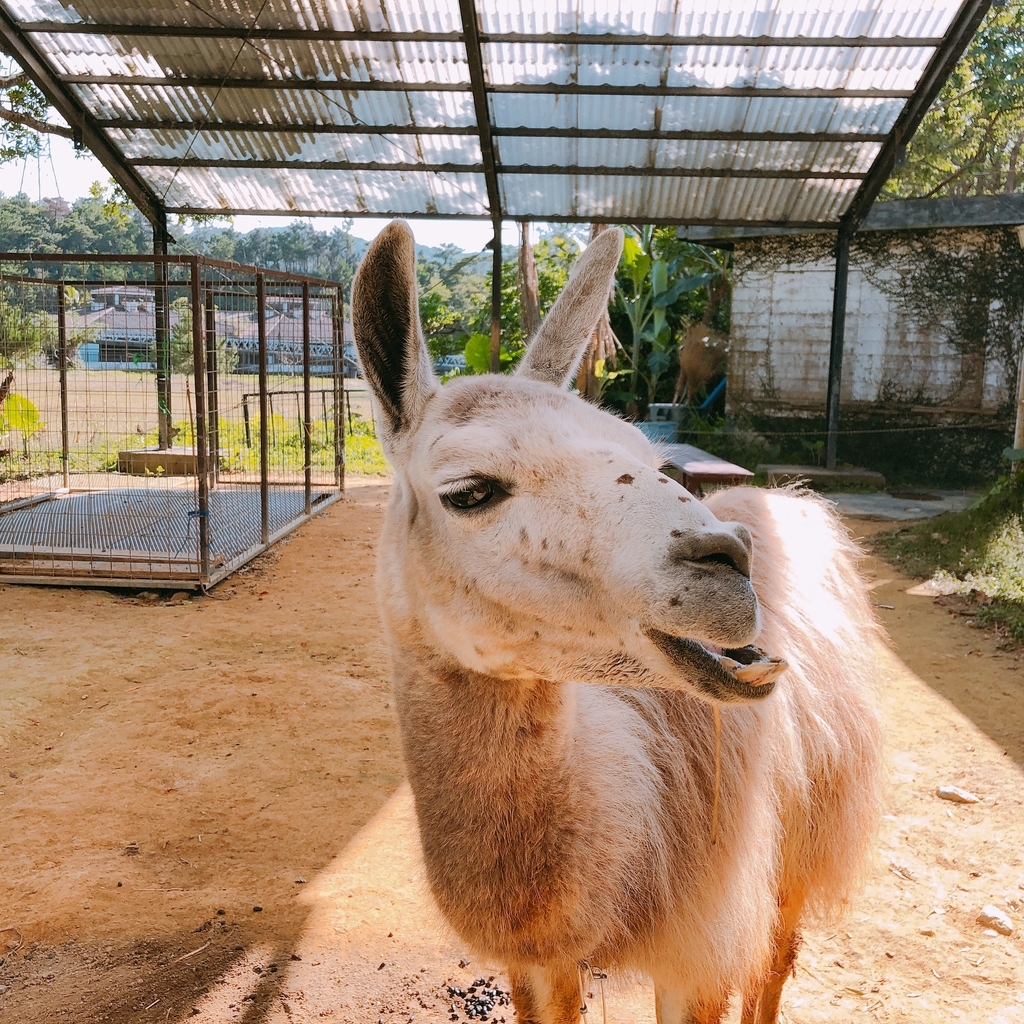 f:id:ayayacha:20190112084513j:plain f:id:ayayacha:20190112084513j:plain
