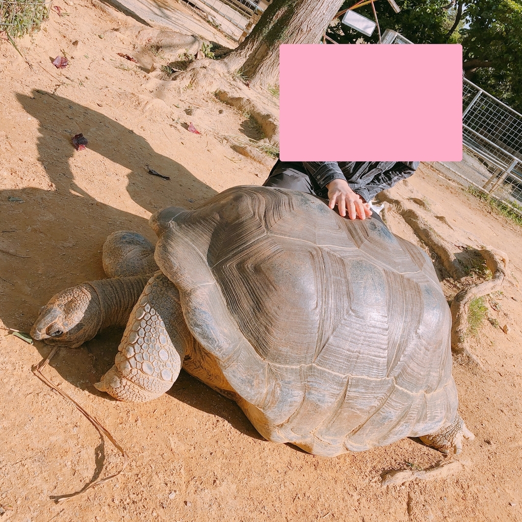 f:id:ayayacha:20190112120521j:plain f:id:ayayacha:20190112120521j:plain