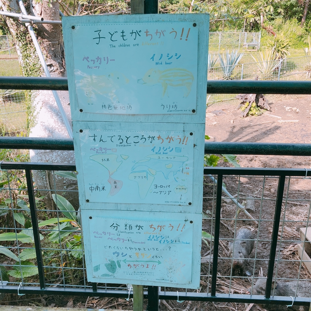 f:id:ayayacha:20190112125059j:plain f:id:ayayacha:20190112125059j:plain