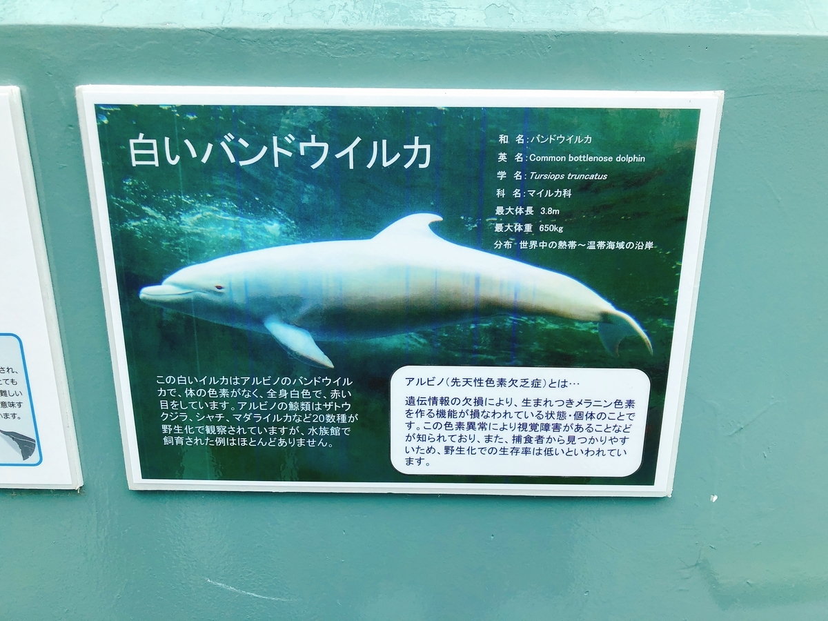 和歌山県【観光・博物館・水族館】『太地町立くじらの博物館』は、イルカとクジラに餌やりができる！目一杯、イルカとクジラに触れ合えます！ -  東京・横浜グルメ散歩日記