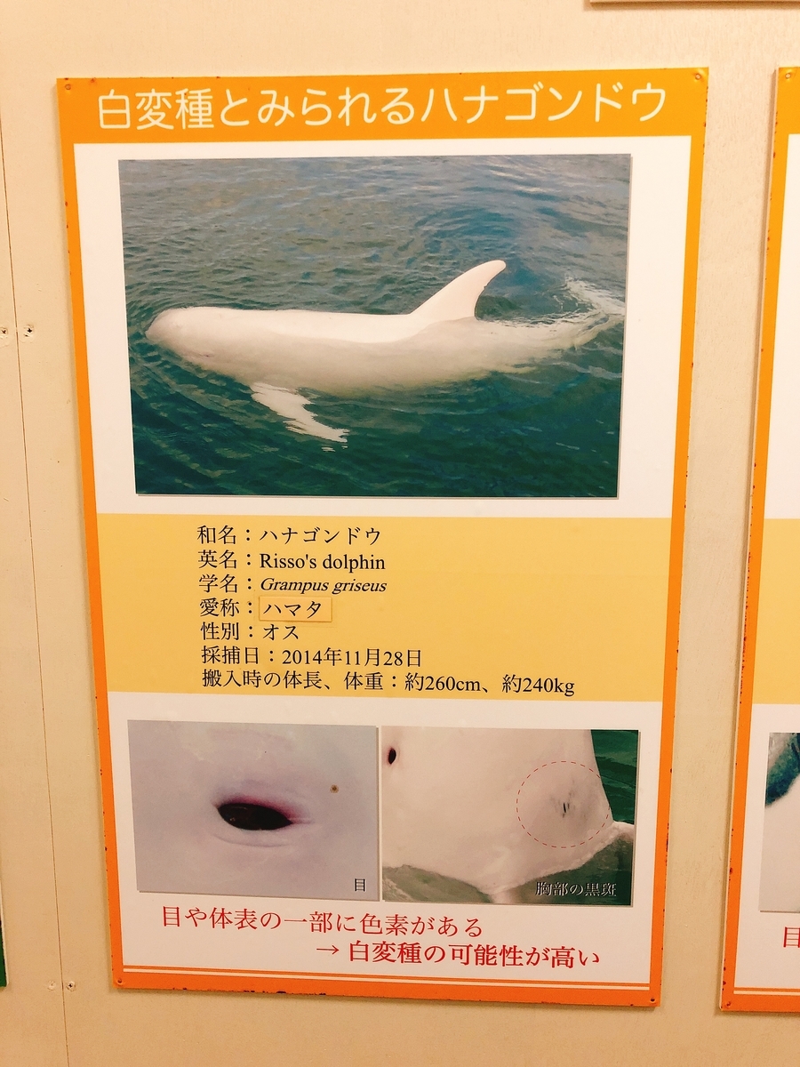 和歌山県 観光 博物館 水族館 太地町立くじらの博物館 は イルカとクジラに餌やりができる 目一杯 イルカとクジラに触れ合えます 東京 横浜グルメ散歩日記