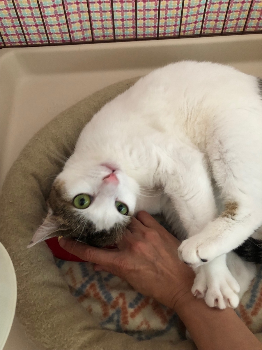 f:id:ayeyadana-d301:20190615204906j:plain f:id:ayeyadana-d301:20190615204906j:plain