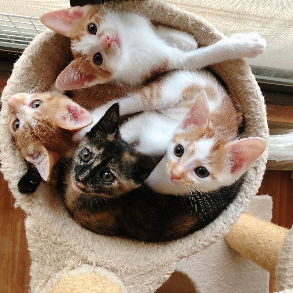 f:id:ayeyadana-d301:20190615205327j:plain f:id:ayeyadana-d301:20190615205327j:plain