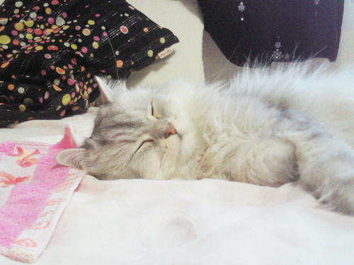 f:id:ayk-web:20131031011217j:image