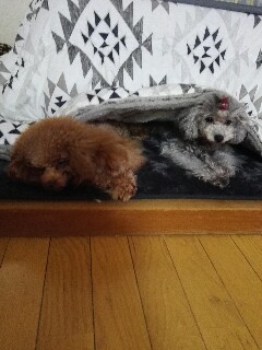 f:id:aymo:20161209144739j:plain f:id:aymo:20161209144739j:plain