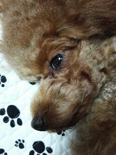 f:id:aymo:20161211212321j:plain