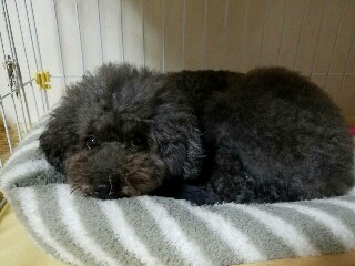 f:id:aymo:20170102230926j:plain f:id:aymo:20170102230926j:plain