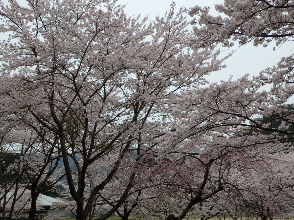 f:id:ayuman18:20160410234114j:plain f:id:ayuman18:20160410234114j:plain