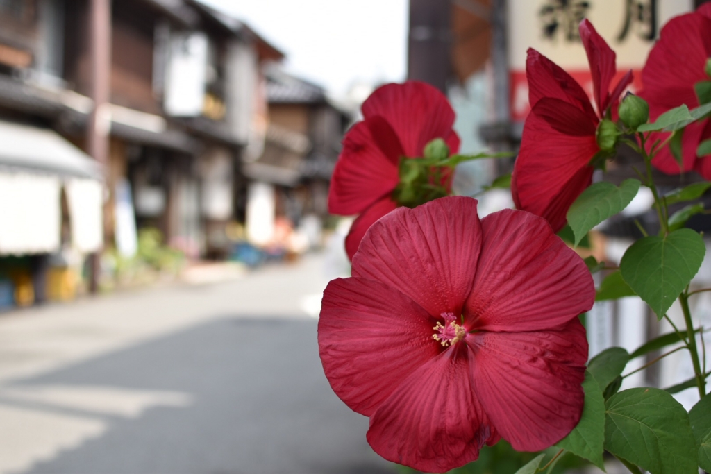 f:id:ayuman18:20160731233836j:plain