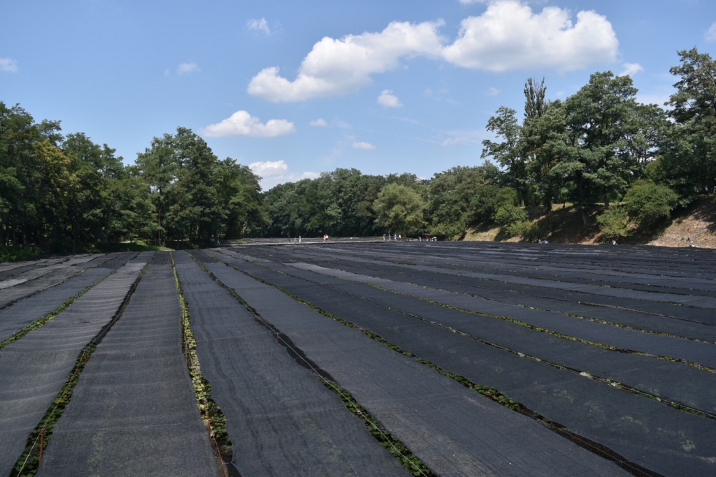 f:id:ayuman18:20160814224159j:plain