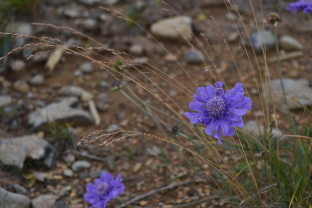 f:id:ayuman18:20160814230623j:plain